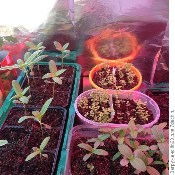 Вот эти пока еще совсем маленькие, но отважные былиночки, за цинниями