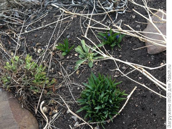 А здесь - мускари и пролеска.