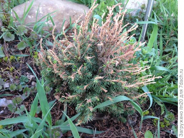 После обрезки уже. Часть веток оставила на &quot;посмотреть&quot;