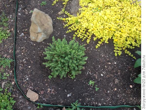 А к августу вот такой пушистик образовался.