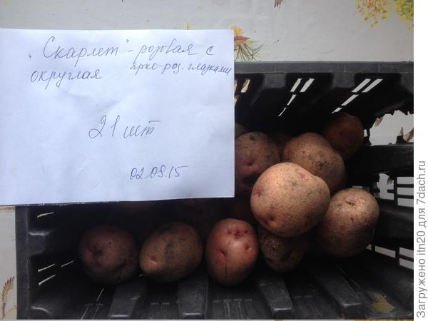 Скарлет - пока тоже - на "посмотреть":)