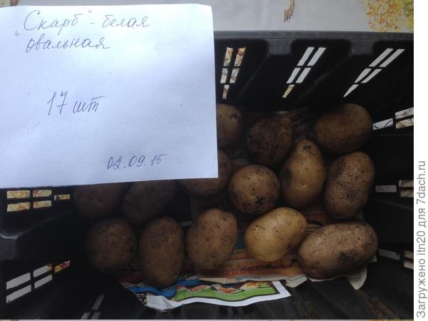 Скарб - в 2015 году вроде не плохо показал себя, но картошка была мелковата, я подумала, может влаги не хватало? В 2016 - посадила немного ниже на участке - вообще никак не показалась - мелкая, мало и много было больной. не оставила на семена.