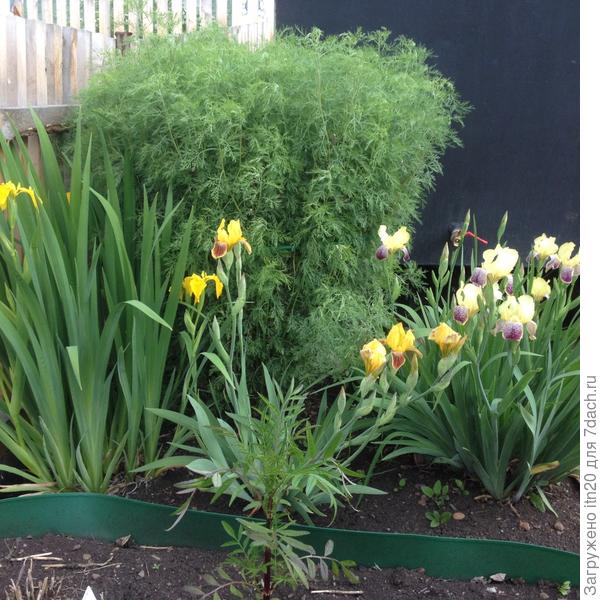 Это куст в июне.