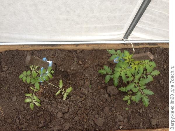 И здесь то же самое. Но у второго зато верхушка желтеет. Вот, что это такое?