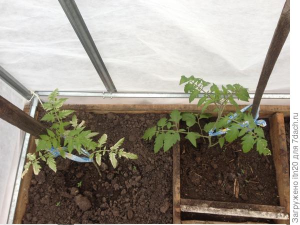 Сидят рядышком, но один побелел, а второй - нет. Правда сорта разные.