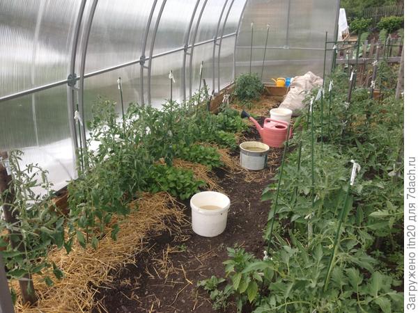 Зеленые ручейки - это руккола!