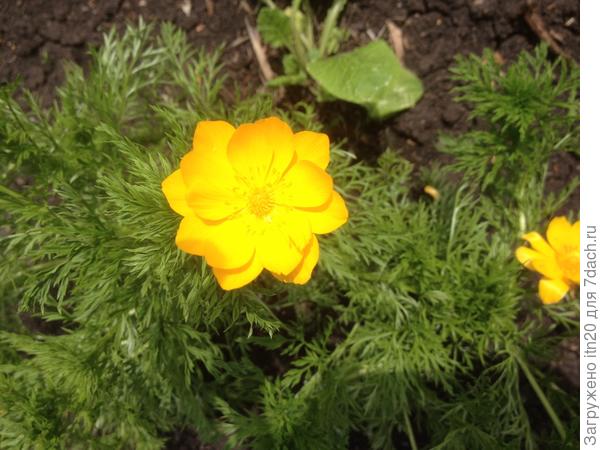 Адонис весенний - горицвет. Привезла со склона горки.