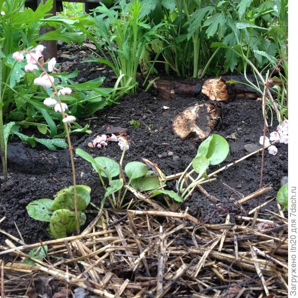 Грушанка круглолистная - похожа на ландыш, только розовый - принес из лесу сосед по даче, он у нас лесовик:)