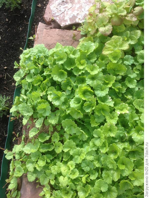 Еще вот такая травка, за свои красивые листочки, была посажена в 2015 г вдоль подпорной стенки... Названия не знаю.