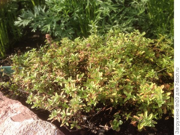 И дикий чабрец - его рук дело:)