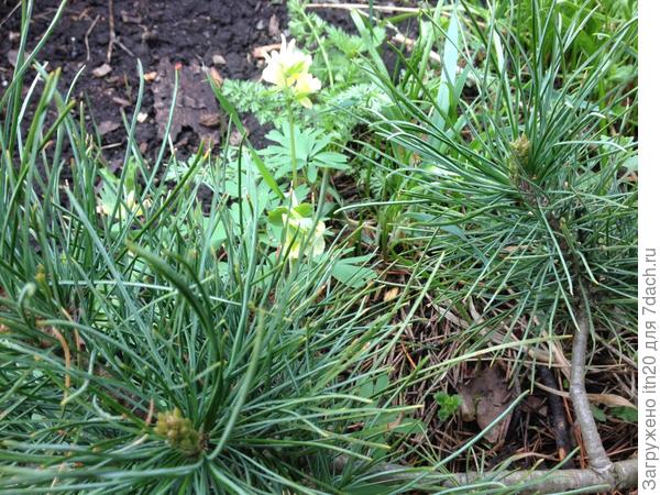 Все, что пришло на участок с кедром, стараюсь сохранить - это его мир и его соседи.