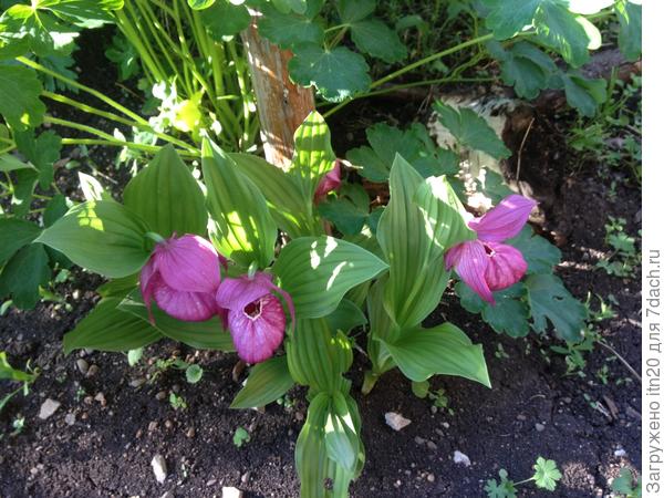 Венерины башмачки. Тоже сосед принес.