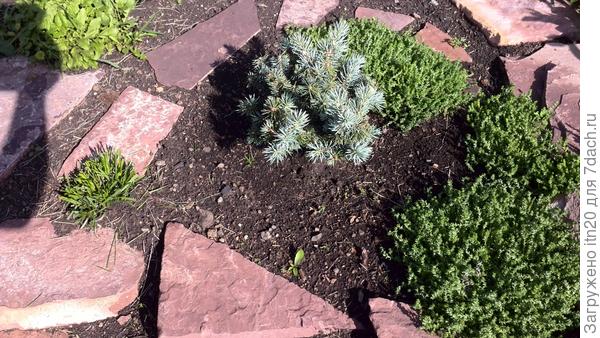 Такой она стала к августу 2014. Посадила к ней очиток (сорт &quot;от соседки&quot;). Обгоревшие рыжие веточки были обстрижены, подросли новые