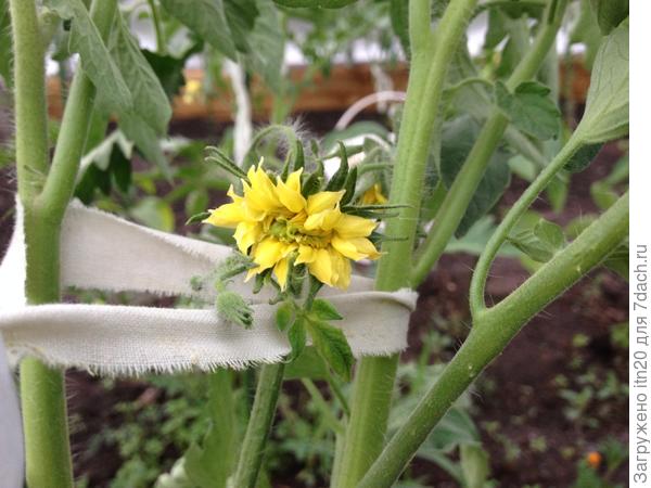 А это тоже тебе - первый цветок на томатах, в теплице, на сооружение которой меня вдохновил твой рассказ и фото твоей теплицы!
