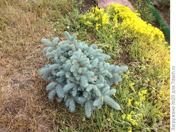 Вот какой стала моя красавица за это время. Выросла совсем чуть-чуть. Теперь вот надо ее окончательно из травяного плена выручать, а это только ручная перекопка и выборка всех посторонних корешков. Больше никак эту Будру не вывести из очитка.