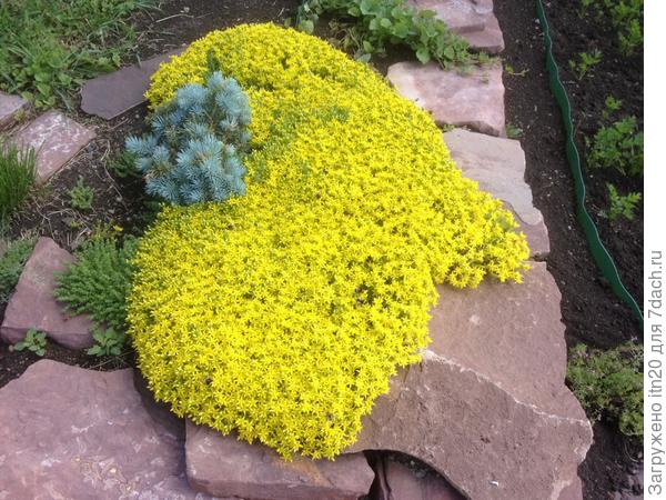 Так она выглядела в июне 2015. Тоже было немного рыжих кончиков, обрезала. Очиток разросся и цветет вот такой подушкой. А может это не очиток вовсе, а еще какой-то покровник?