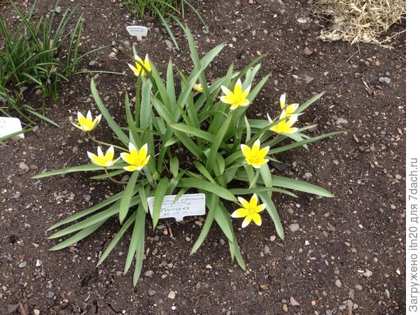 Вот такие. Пыталась определить сорт по картинкам в интернете. Вроде бы похожи на сорт "Тарда"...