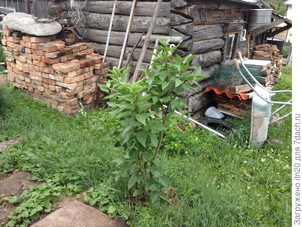 А такой он сейчас, в июле.