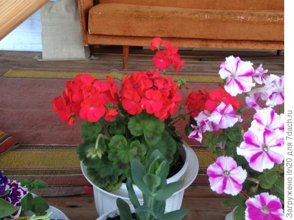 Яркая такая, цветет обильно и листья красивые