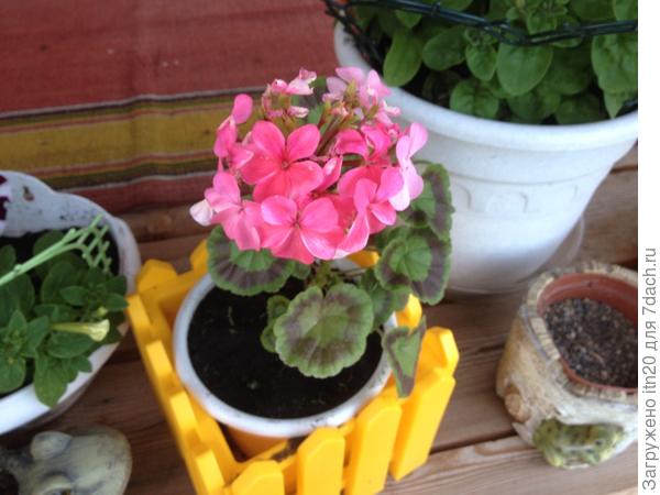 Первый год пеларгонии на даче посадила. Держу в горшках, чтобы можно было домой забрать на зиму.