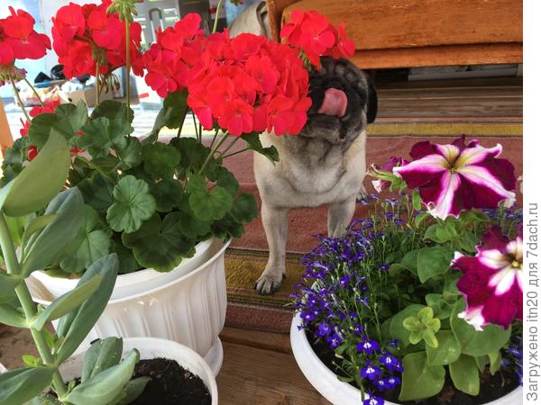 Это тебе от нас - цветы и поцелуй:)