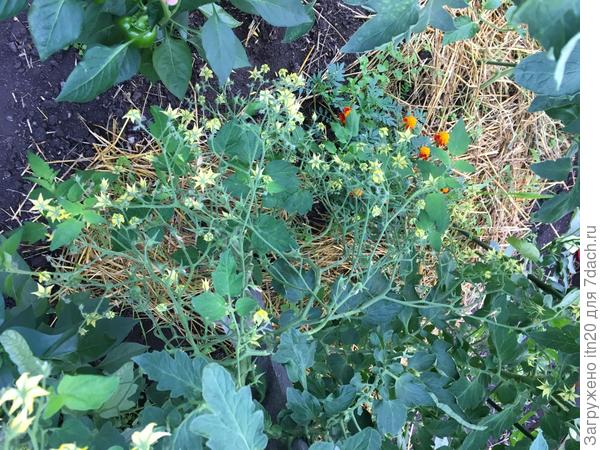 нижняя кисть...