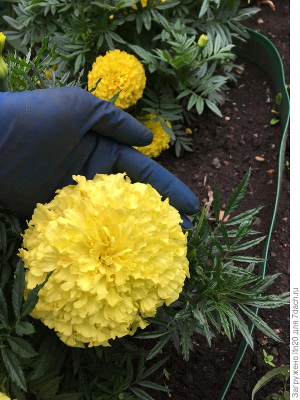 Серия Антигуа и Тайшан - обе классные!