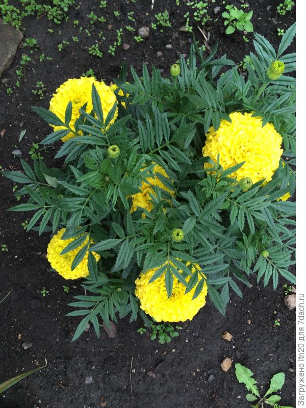 Кустики очень компактные.