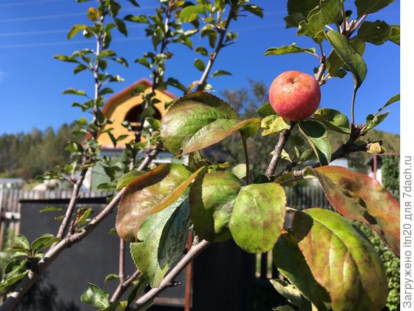 Единственная ранеточка в этом году -Воспитанница - очень вкусная, сладкая - тебе:)!).