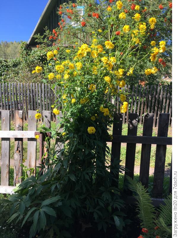 вот такие, очень высокие кусты с желтыми головками расцветают в конце августа.