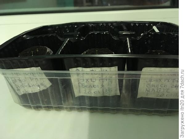 здесь видно какие они тоненькие...