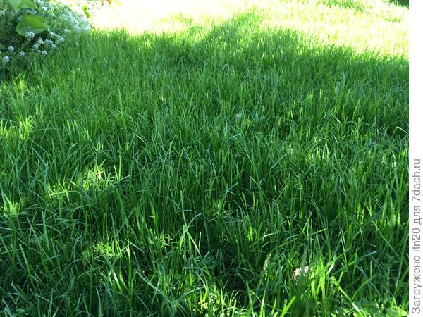 Дарю тебе кусочек газончика.Можешь просто босыми ногами постоять на нем, можешь даже полежать. Он такой мягкий и вкусно пахнет - травой и летом!