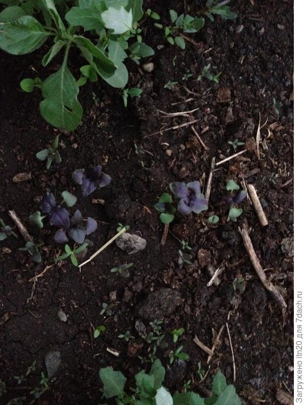 !9.06.17 - появляются настоящие листочки.