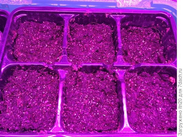 Февральские - взошли все 6, но еще чуть видны.