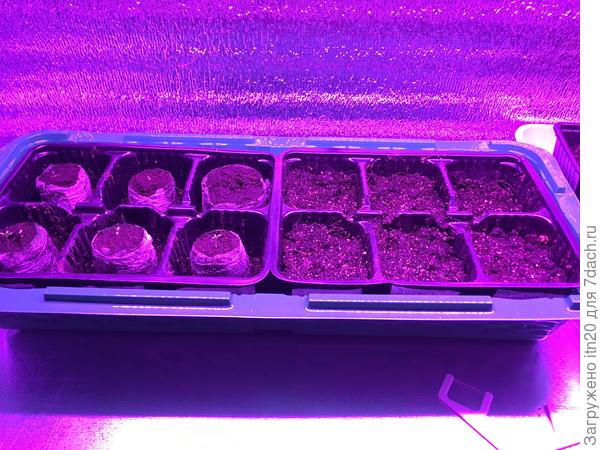 В феврале 3 штучки посадила в таблетки, а 6 - просто в грунт.