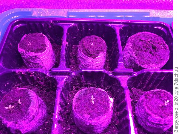 В первом ряду те, что посажены в январе.