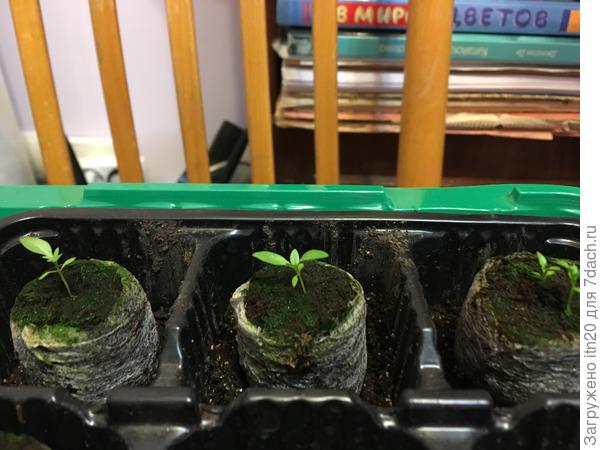 Вот эти 4 хочу пересадить. В эти же ячейки можно или лучше чуть побольше стаканчики взять?