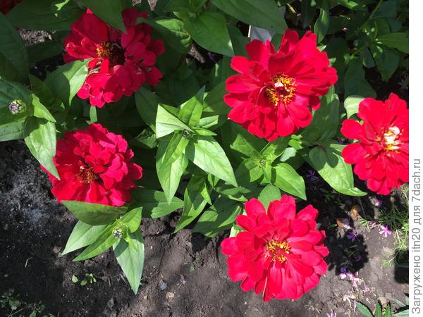 Цветы еще не набрали объем.