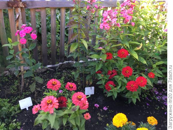 А это они уже подраспушились.