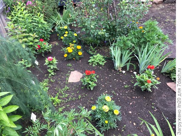 Это начало, кустики еще не совсем распустились.