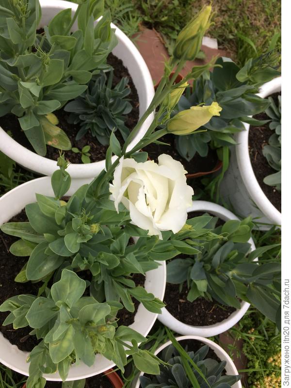 Тебе - моя первая эустома. Только расцветает.