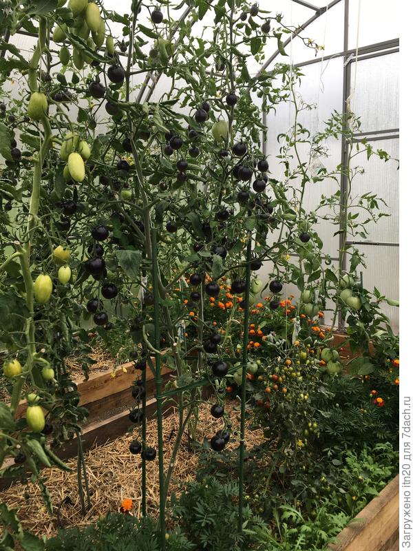 Вот такие гирлянды выросли в этом году у томата &quot;Черная гроздь F1&quot;