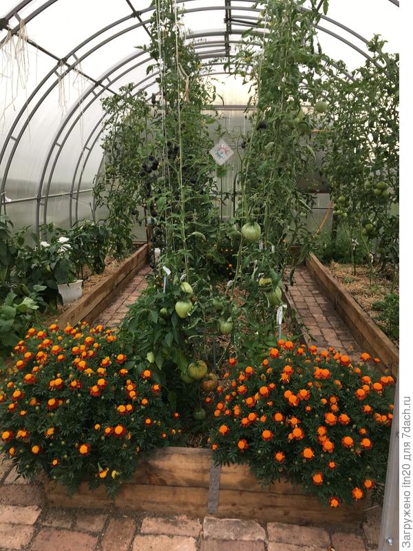 и в теплице