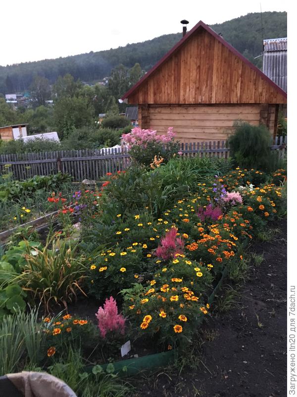 Бархатцы у меня везде - и в цветниках