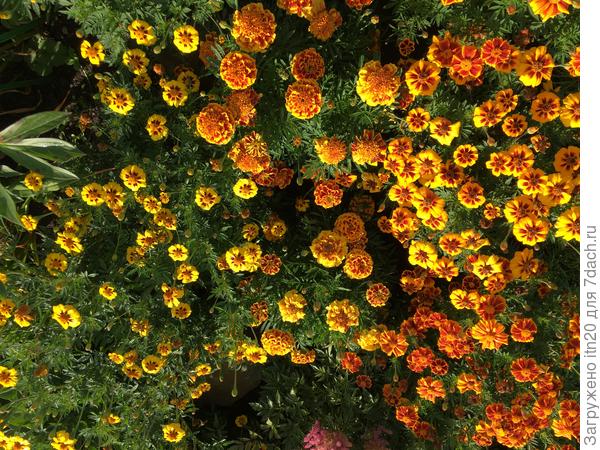 Не совсем удачное фото, но видно, что Супергиганты крупнее остальных.