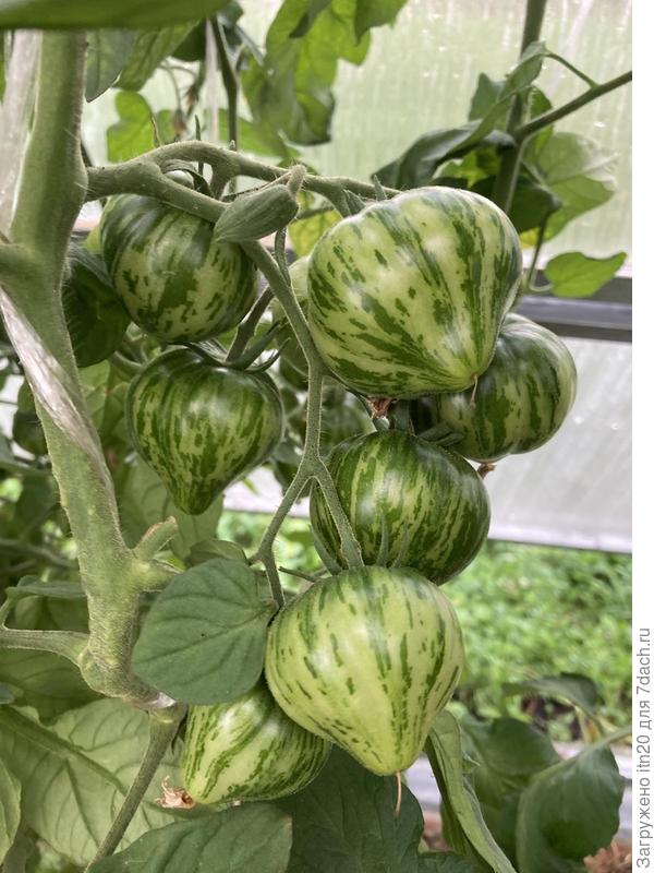 Painted Ledy. Вот такие они до спелости