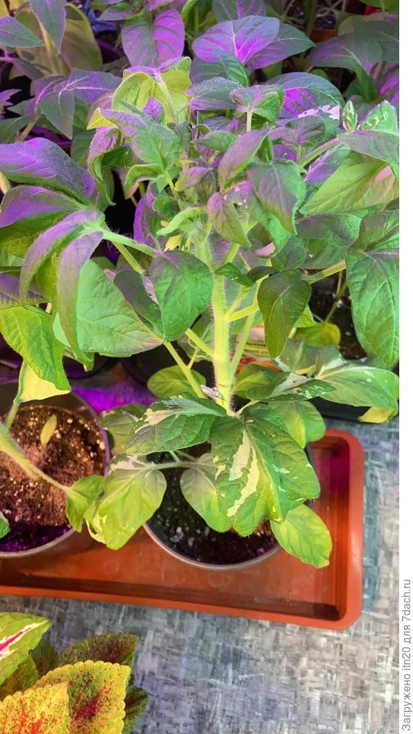 Painted Ledy, рассада.