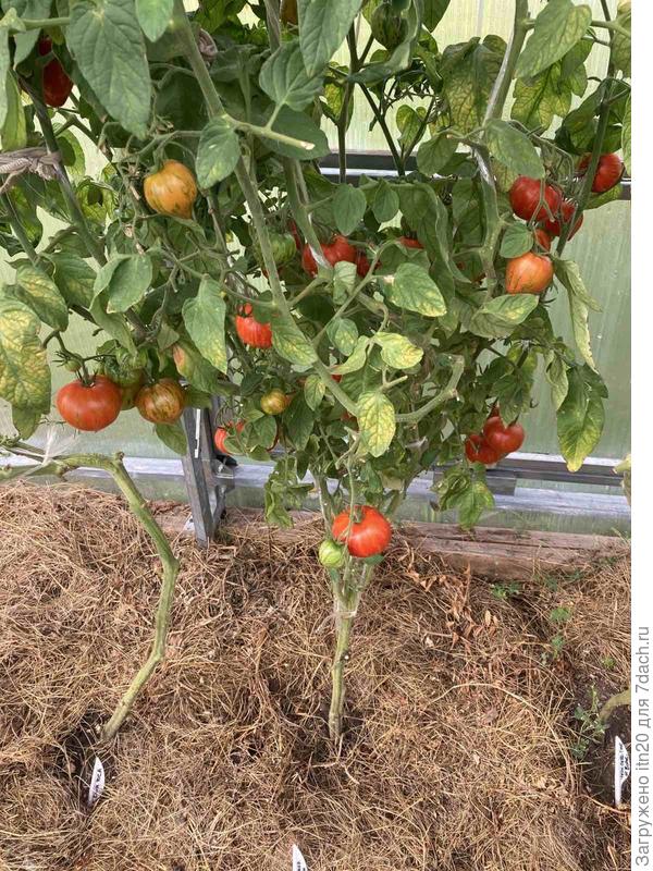 Painted Ledy. Много уже снято спелых с куста.