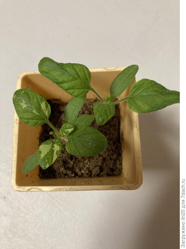 Painted ledy. 10-11й день от всходов.