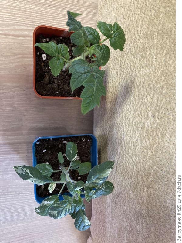 Вид сверху. Леди красавица, декоративная до невозможности!